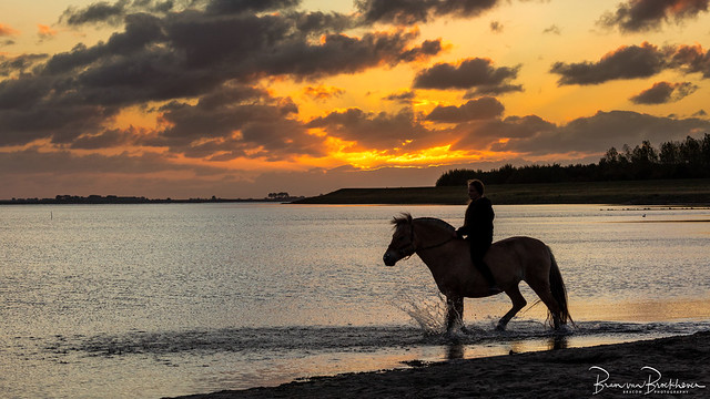 Fjord Horse at Sunset
