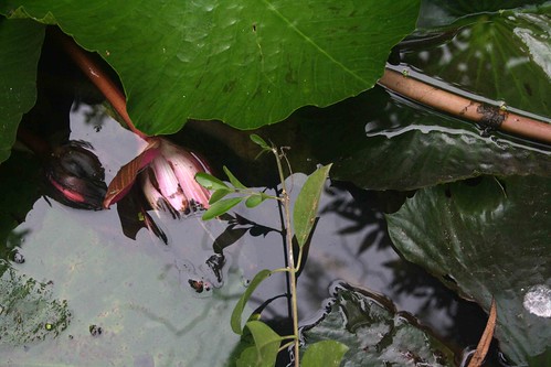 City Hangout - Lily Pond, Lodhi Gardens