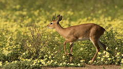 Steenbok (FE5A6340)
