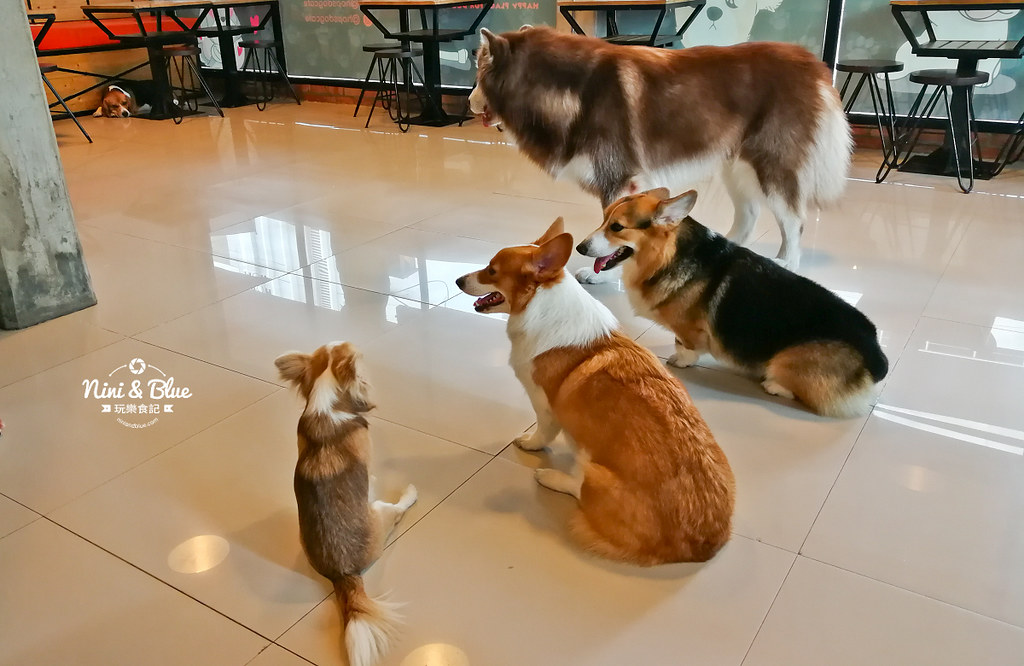 HoPs Dog Cafe泰國曼谷狗狗餐廳bkk 12