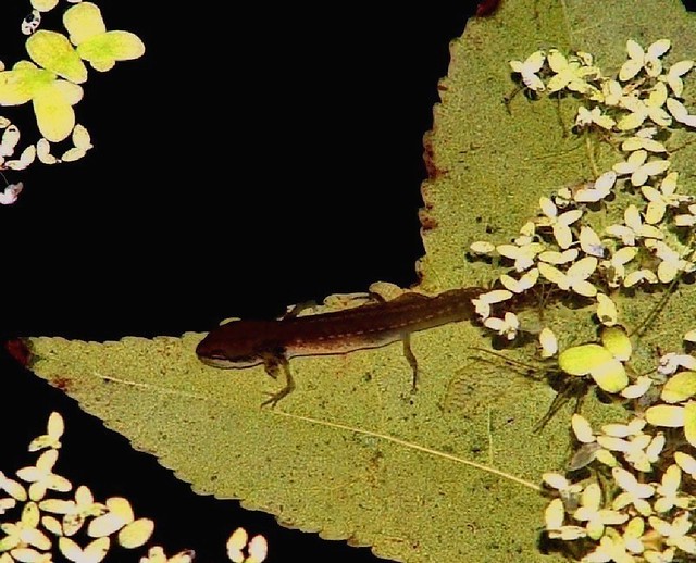 Baby Newt on Leaf I