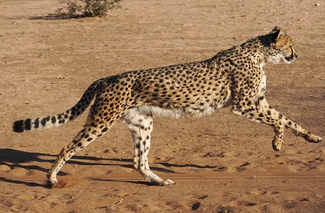 Cheetah, Reservation Fund