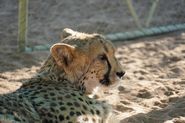 Cheetah, Reservation Fund