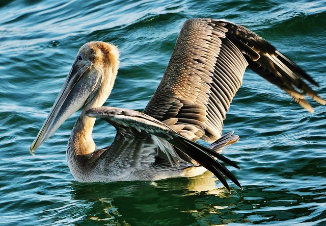 Juvenile Brown Pelican (Pelecanus occidentalis)