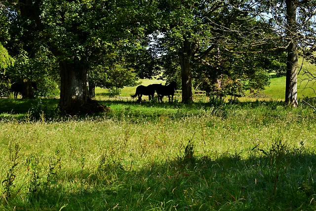 Horses grazing in the grounds of Greyabbey
