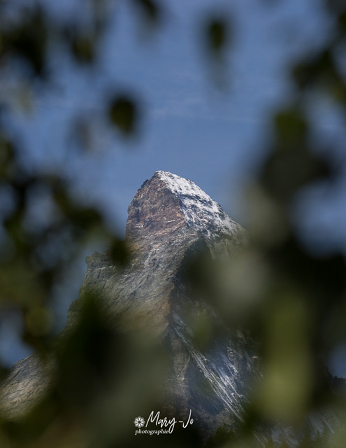 Le Cervin ... au milieu des feuilles ...   The Matterhorn ... amid the leaves ...