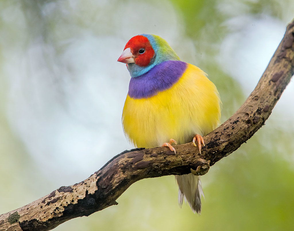 Most Beautiful Birds in the worlds -  Gouldian Finch