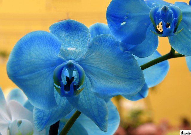 Flor.Orquídea azul.
