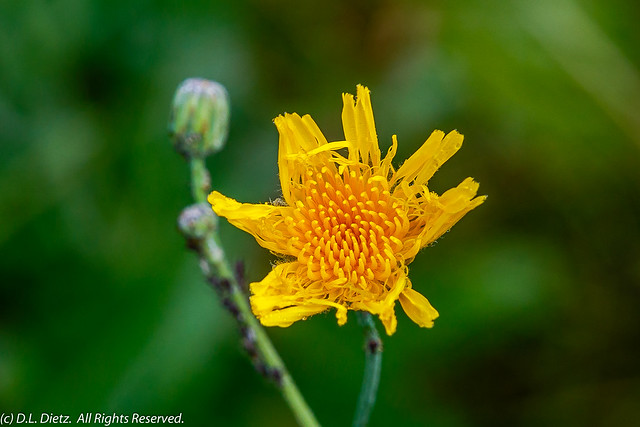Yellow Wildflower - 2019-08-17