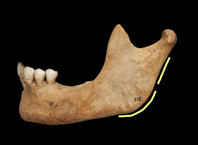 Female mandible