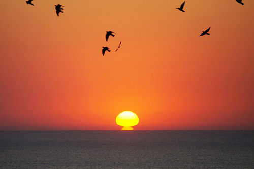 landscape goldensands bulgaria sunrise nature birds seascape blacksea mareaneagră sea colors