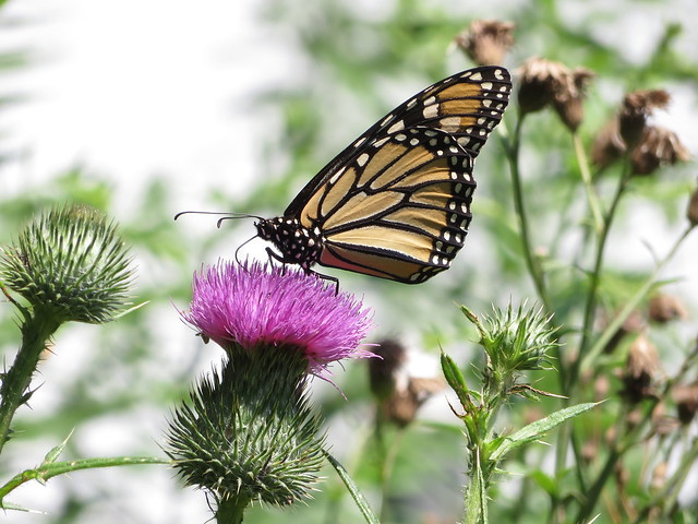Monarch Butterfly Feeding On A Thistle Flower SOOC IMG_2138