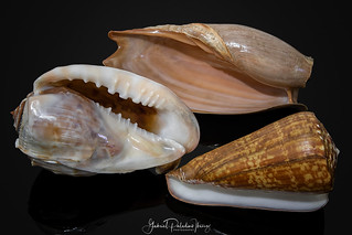 Seashells from Cameroon | by Gabriel Paladino Photography
