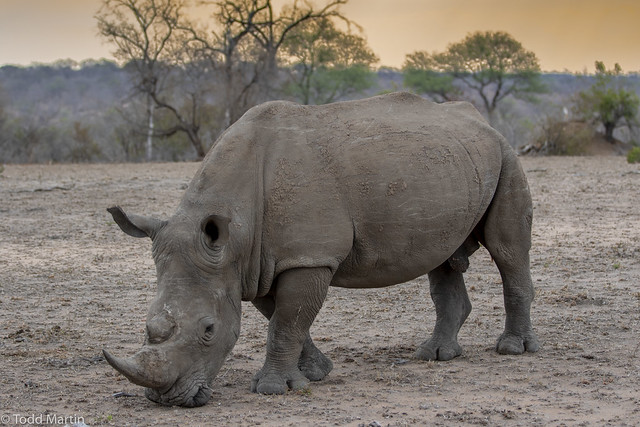 White Rhinoceros Bull scrounging for food in a severe drought