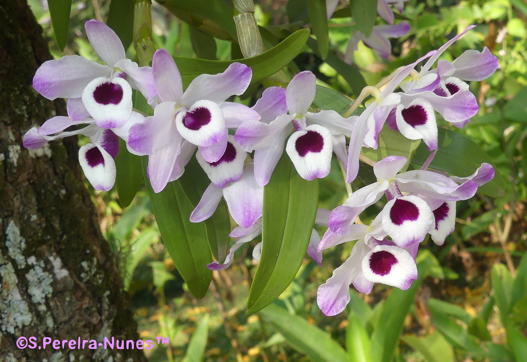 Dendrobium, Orquídea 