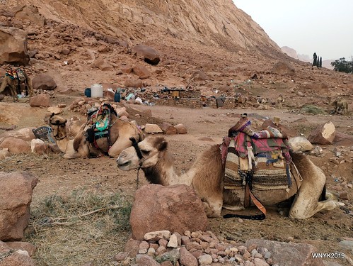 Mt. Sinai Camel