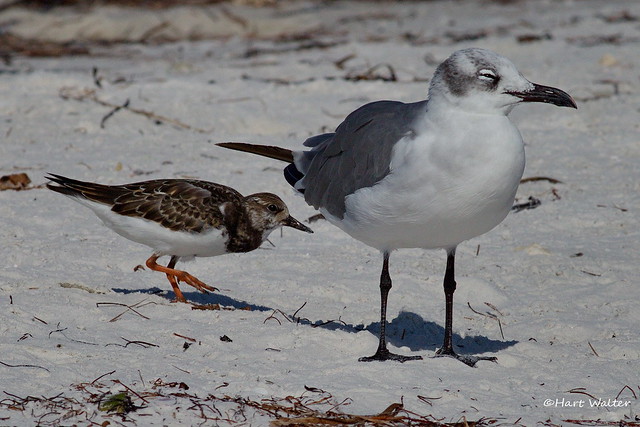 Laughing Gull, with Ruddy Turnstone, Honeymoon Island, FL CQ4A1796