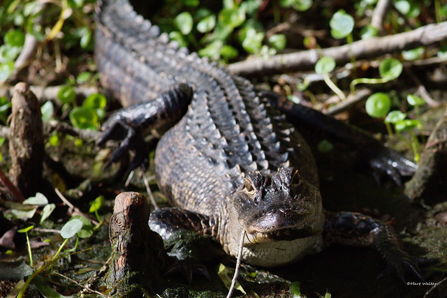 Alligator, large, Wakulla Springs, FL CQ4A1961