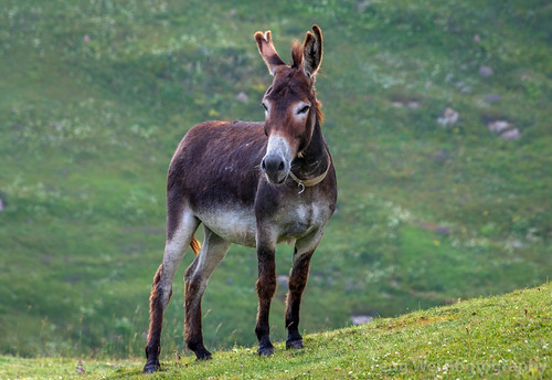 eurasia landscape asia azerbaijan colorimage khinaliq beautyinnature remote donkey traveldestinations caucasus outdoors tourism scenicsnature horizontal travel mountain qubadistrict