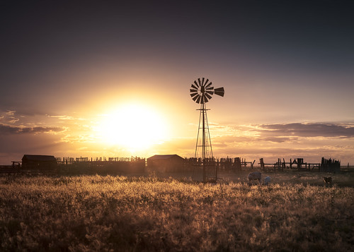 colorado ranch sunset windmill field cattle oldfarmatsunset rural america evening countryside dusk