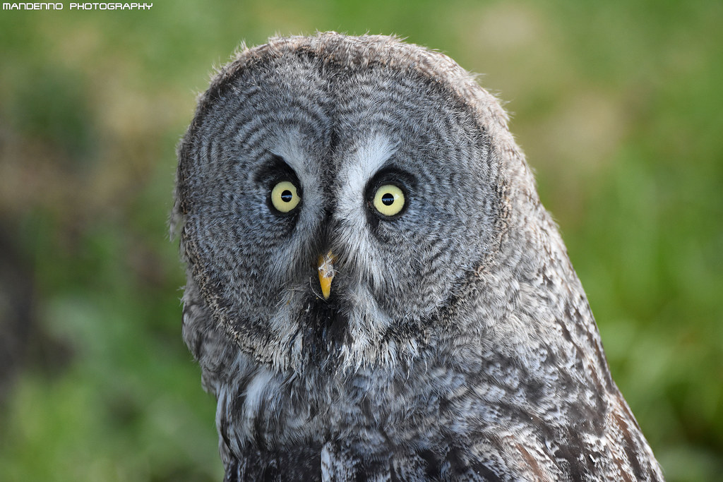 Great grey owl - Falconry fair