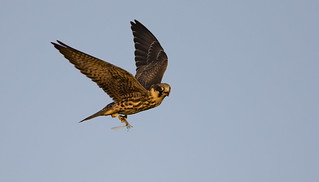Red Shifted Hobby collects his late evening snack!