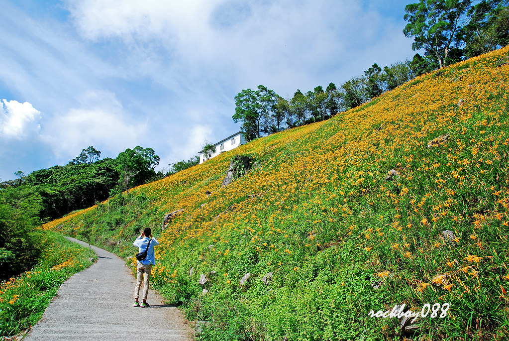 Orange Daylily ,  Taitung
