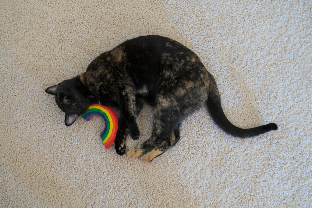 Our cat Trixie rests beside a rainbow cat toy in September 2019 