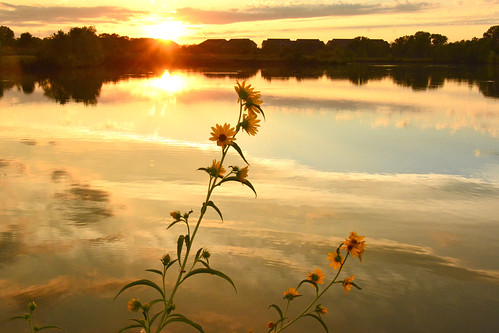 maximiliansunflower maximilian sunflowers sunset lake water reflections chisholmcreekpark wichita kansas