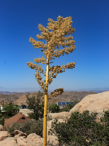 2019 boulderpark california desertviewtower deserto fiore flower jacumba unitedstates usa yacca