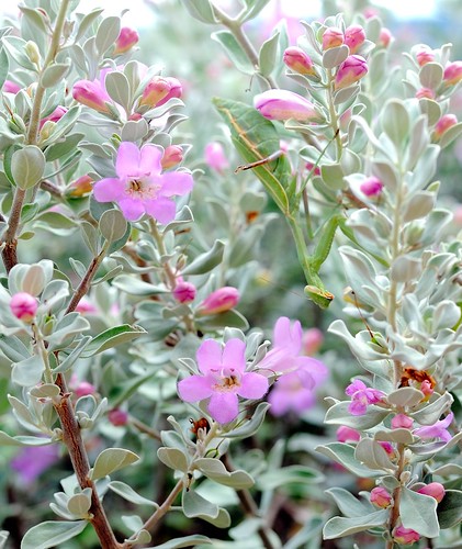pipecreek texas usa pink flowers sage nikonafnikkor50mmf14dlens bwfpro52mmkr15skylight11xmcrfilter nikonhn2lenshood nikon nikond3