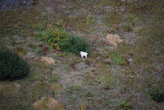 Helicopter mountain goats