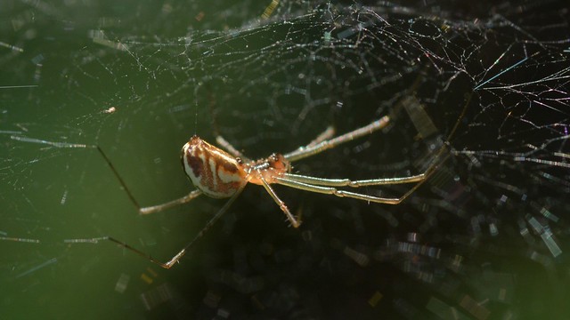 Sheet Web Weaver spider (Neriene, Linyphiidae) under its Dome web
