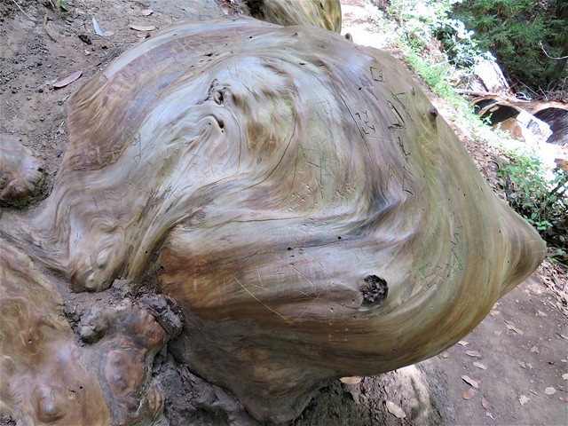 Something strange at Big Basin Redwoods