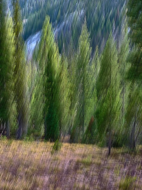 Abstract Sawtooth Mountain Trees