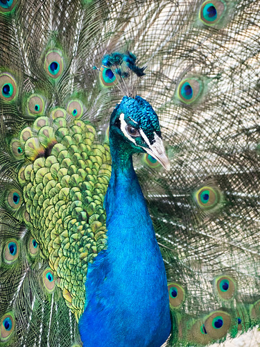 novascotia peacock shubenacadiewildlifepark zoo