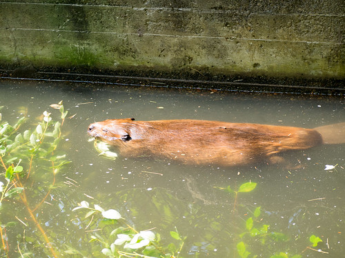 beaver novascotia shubenacadiewildlifepark zoo