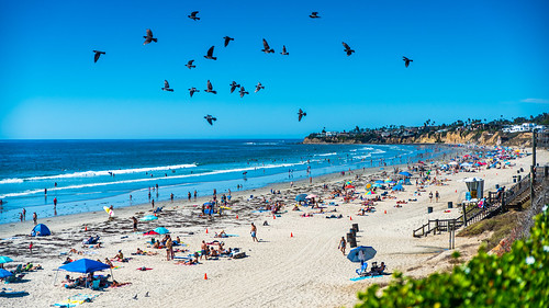 Birds Flying Over Pacific Beach
