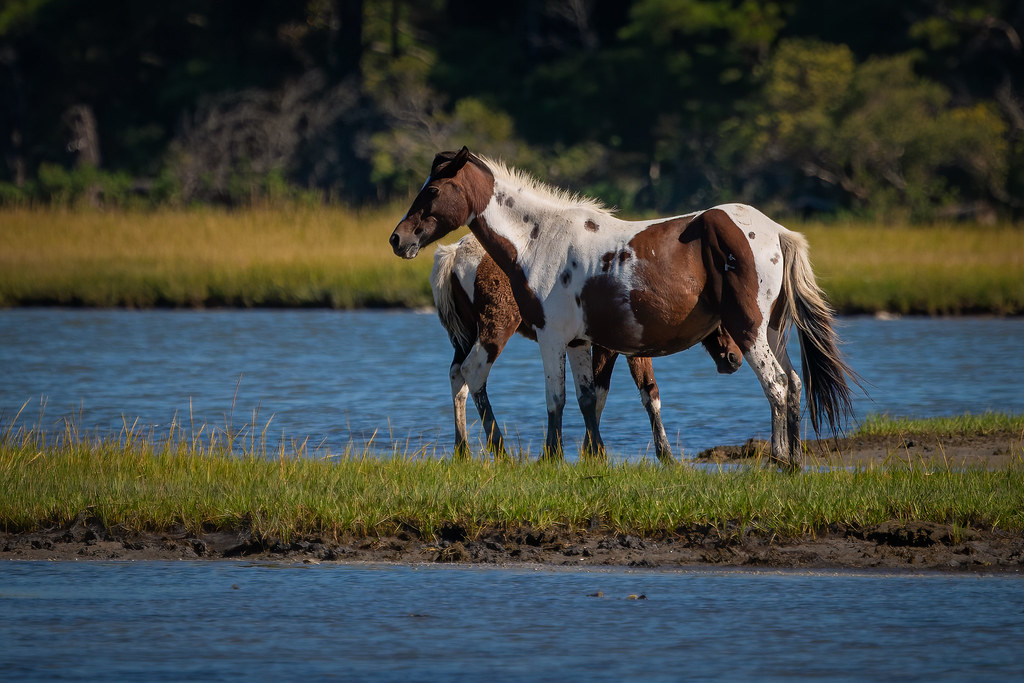 Wild Ponies of Chincoteague