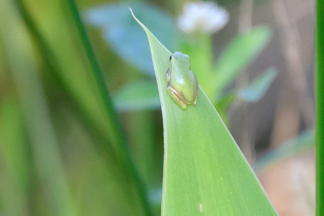 Little green tree frog