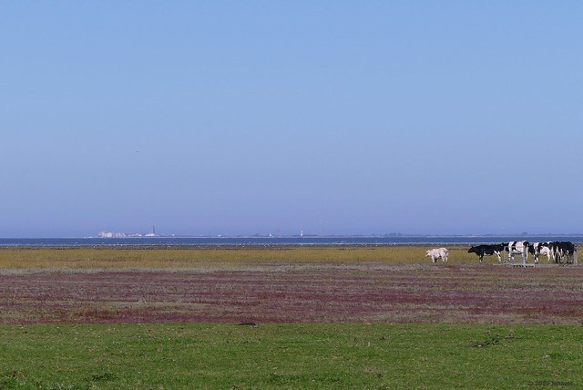 Colourful salt marsh