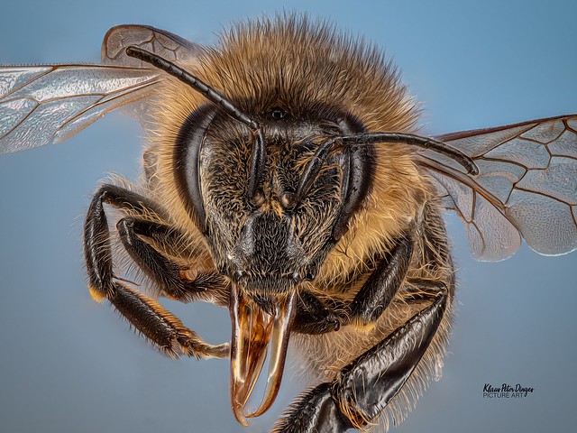 Makroaufnahme einer Biene