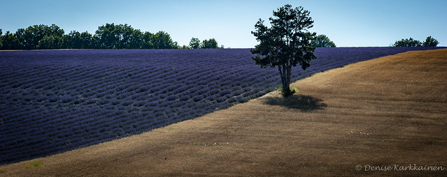 Lavender and Wheat ZigZag