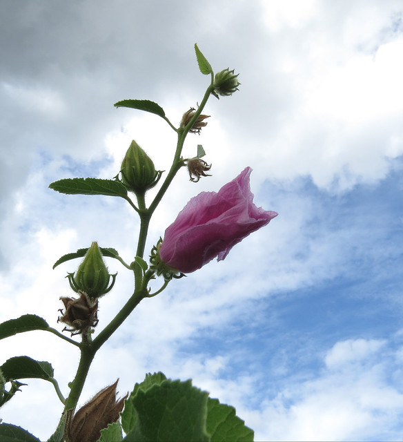 Reaching for the sky...