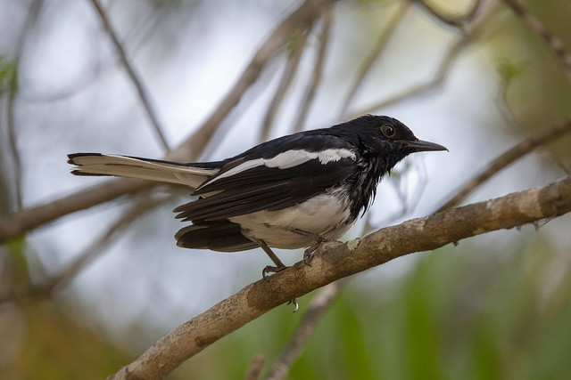 Indian Magpie Robin