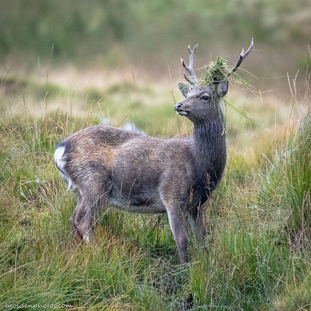 Young Sika Stag (Glenealo Valley, Wicklow, Ireland)