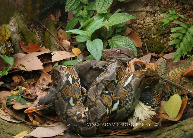 IMG_3167C(W) Juvenile Reticulated Python (Malayopython reticulatus) & last meal before release