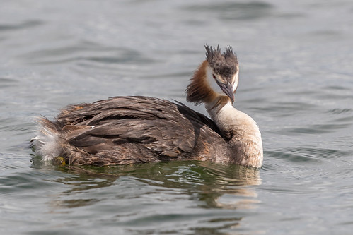 Great Crested Grebe | by Glenn.B