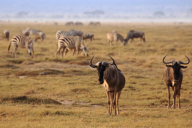 Wildebeest,Amboseli National Park,Kenya