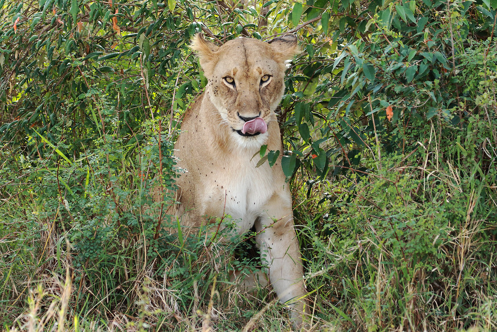 Lioness,Maasai Mara National Park,Kenya